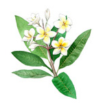 Frangipani